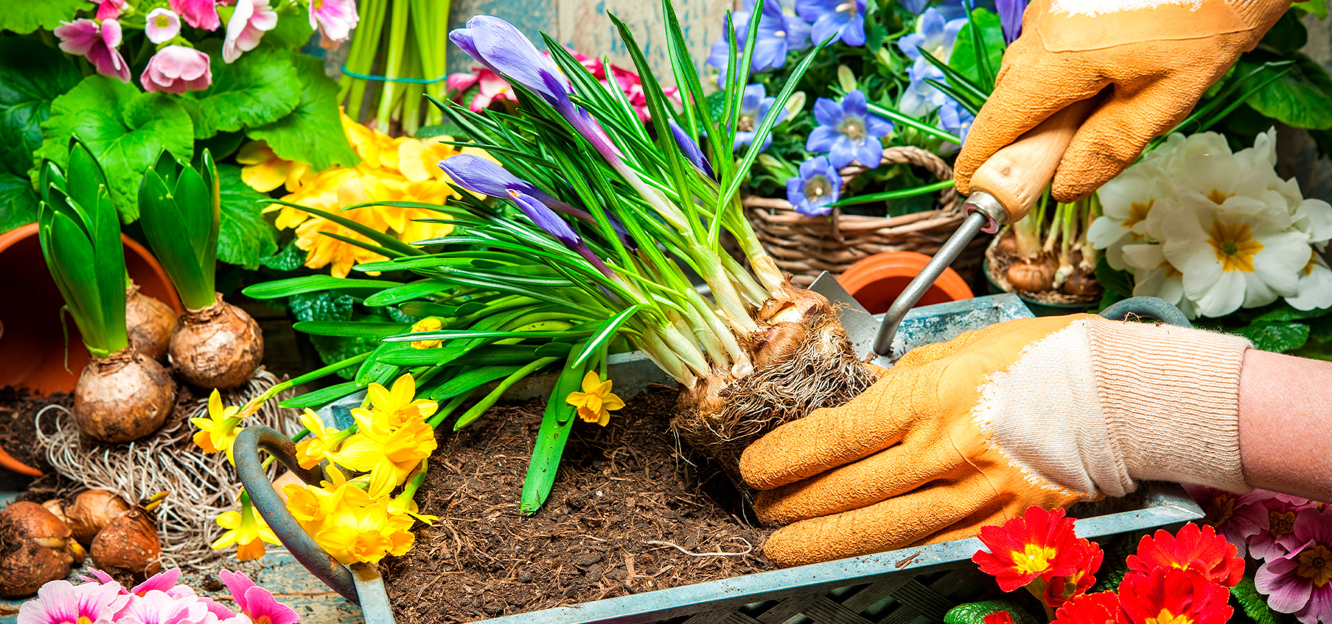 15 GARDENING TIPS FOR BEGINNERS