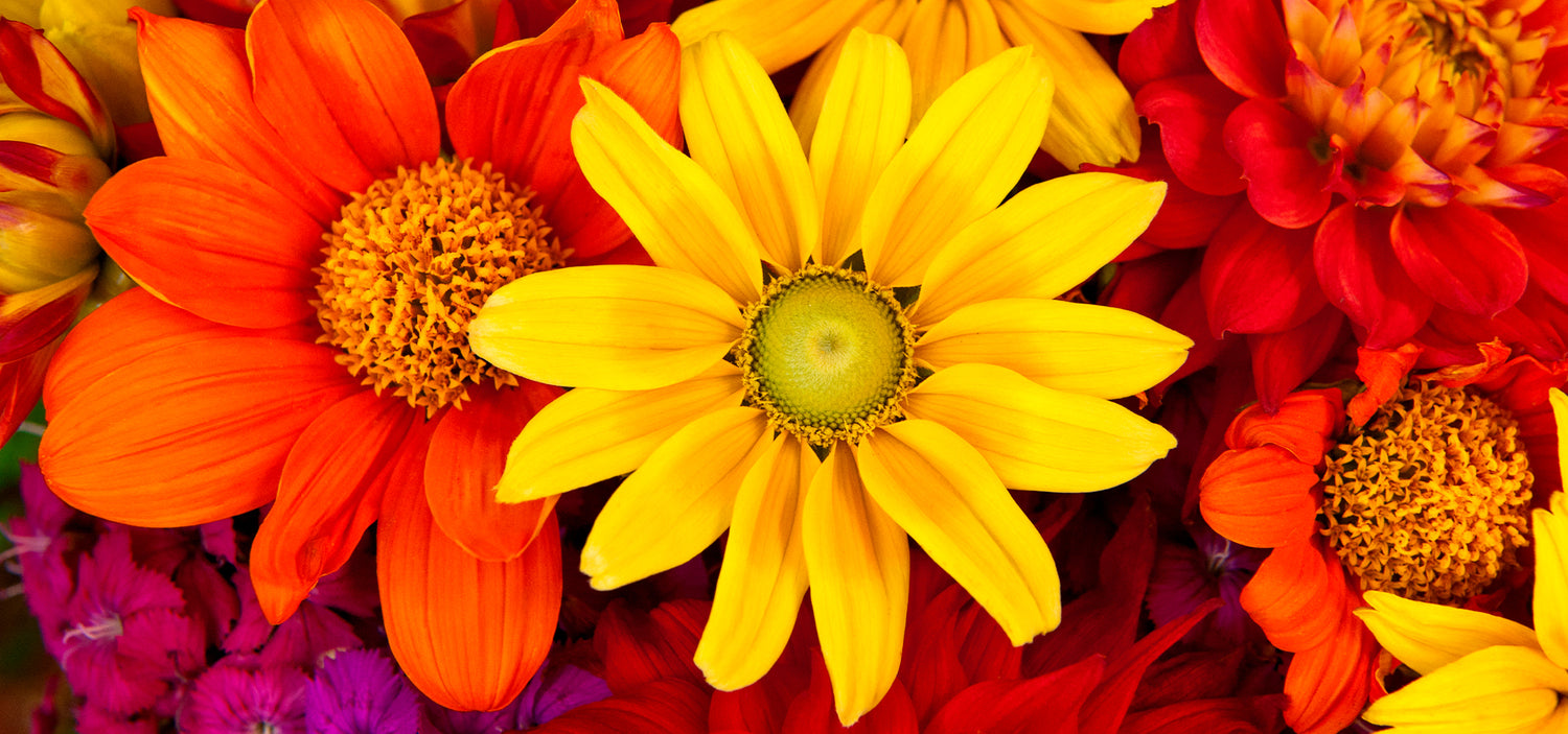 5 TIPS TO TAKE CARE OF NATURAL FLOWERS