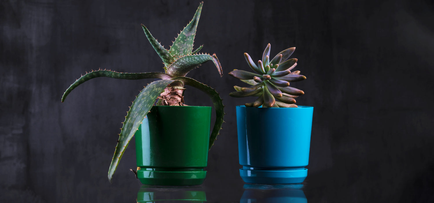 KNOW YOUR CACTUS AND SUCCULENTS!