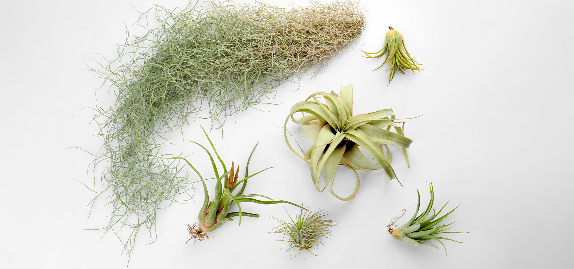 HOW TO CARE FOR AIR PLANTS OR TILLANDSIAS