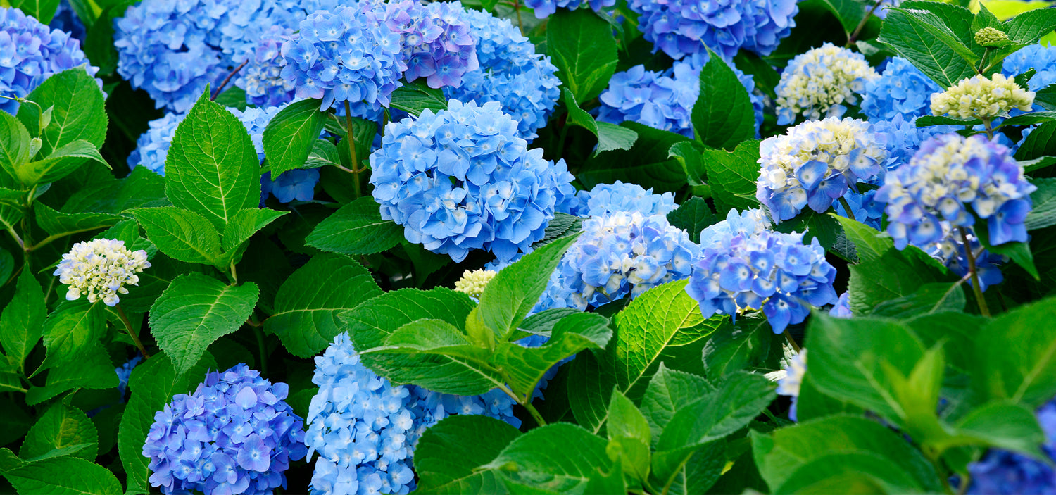 WHEN TO PRUN THE HYDRANGEAS SO THAT THEY BLOSSOM IN ABUNDANCE