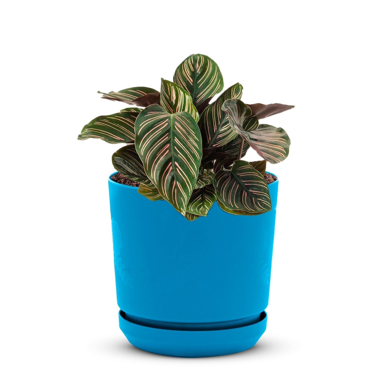 Floral Pot - Artistic Line