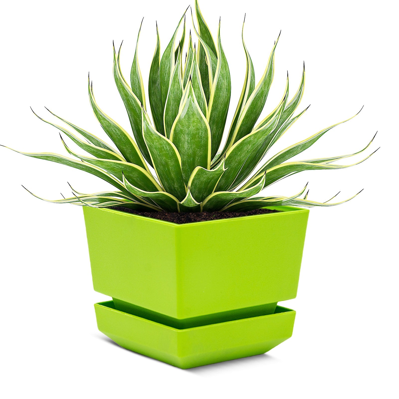 Square Pot 5" L15