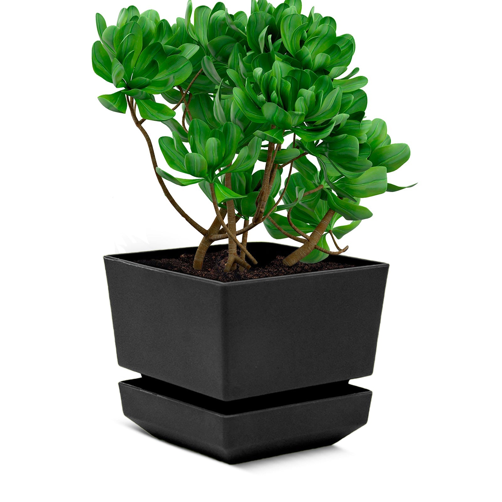 Square Pot 6" L18