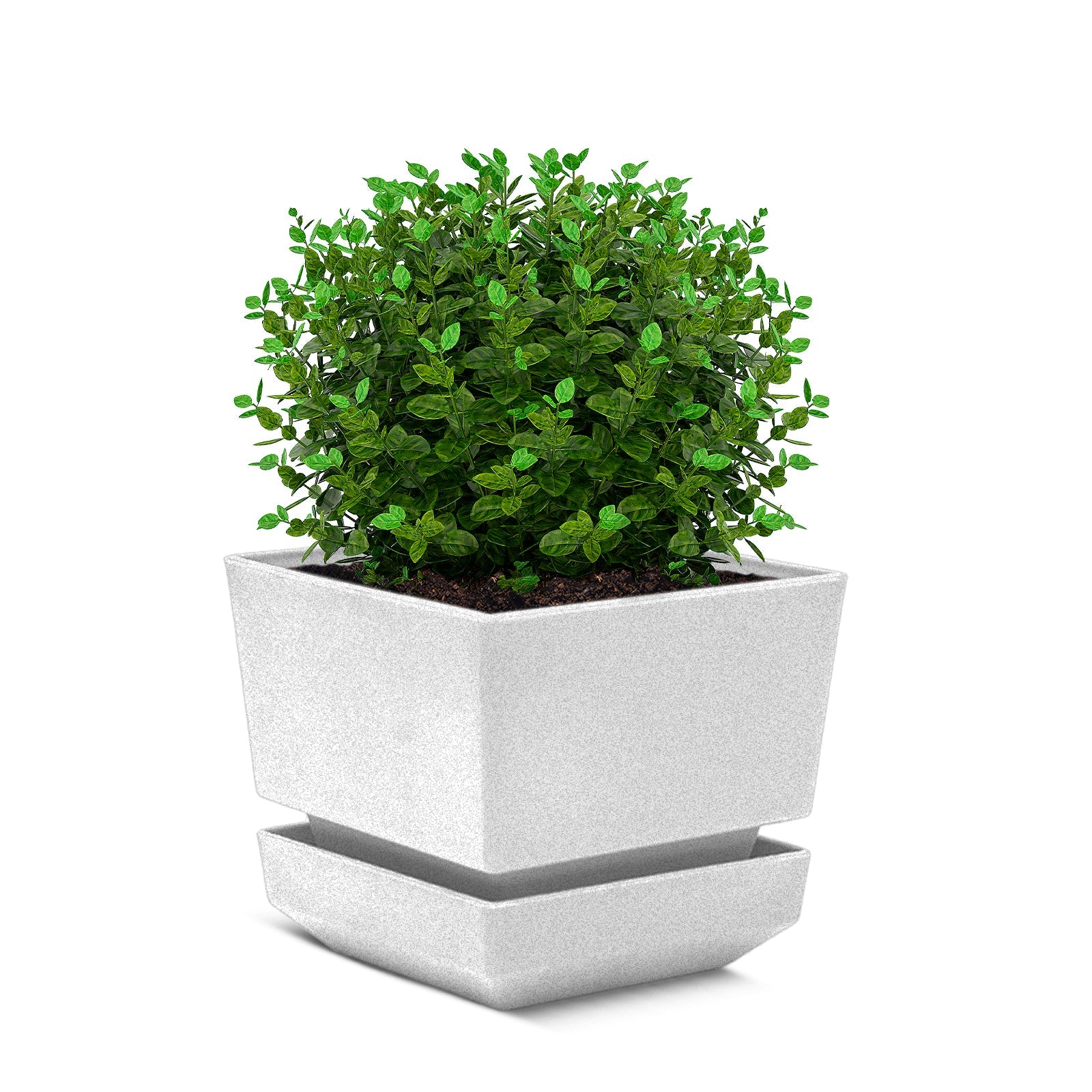 Square Pot 6" L18
