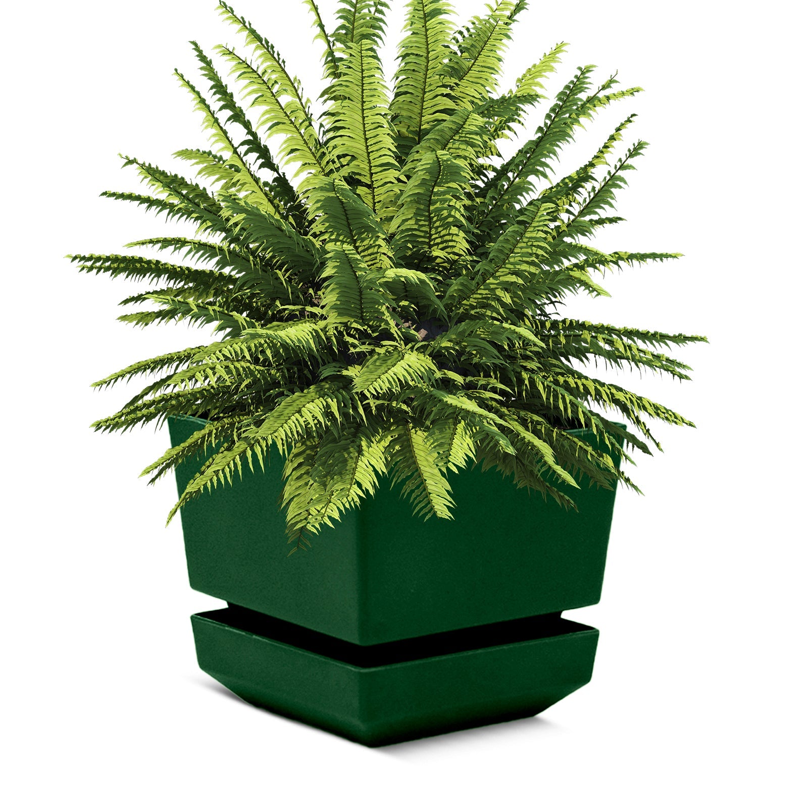 Square Pot 6" L18