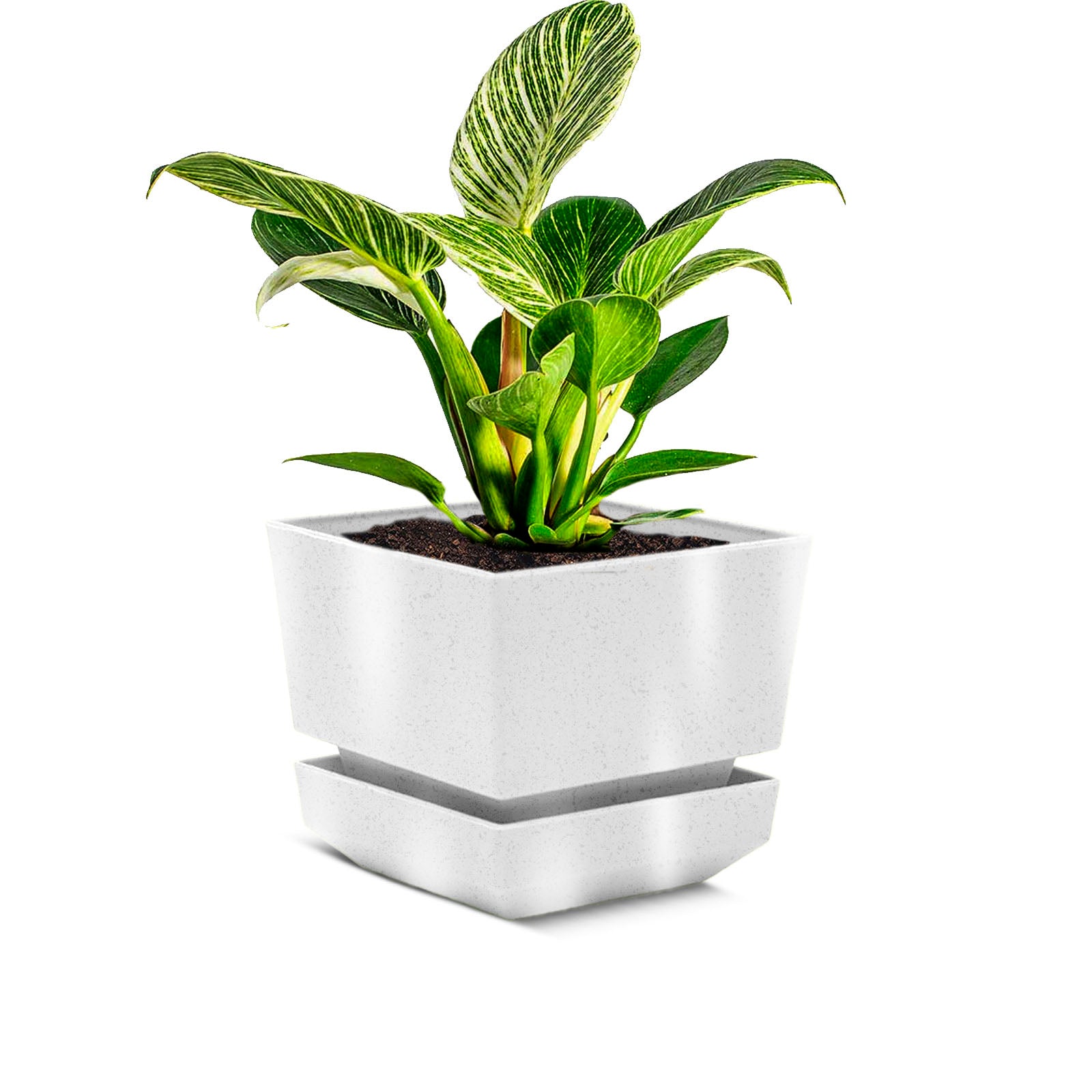 small square plant pots Square Pot 4