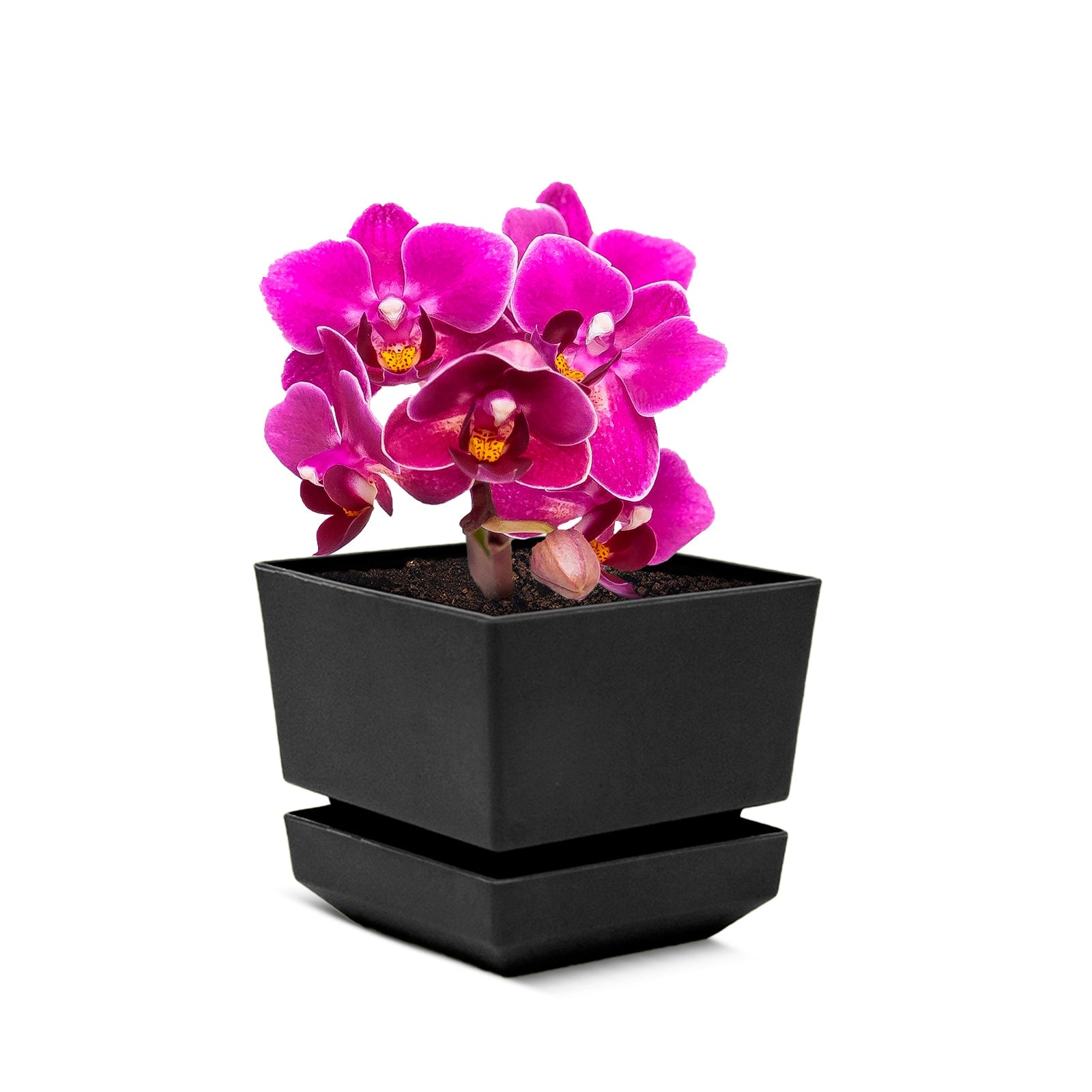 Square Pot 5" L15