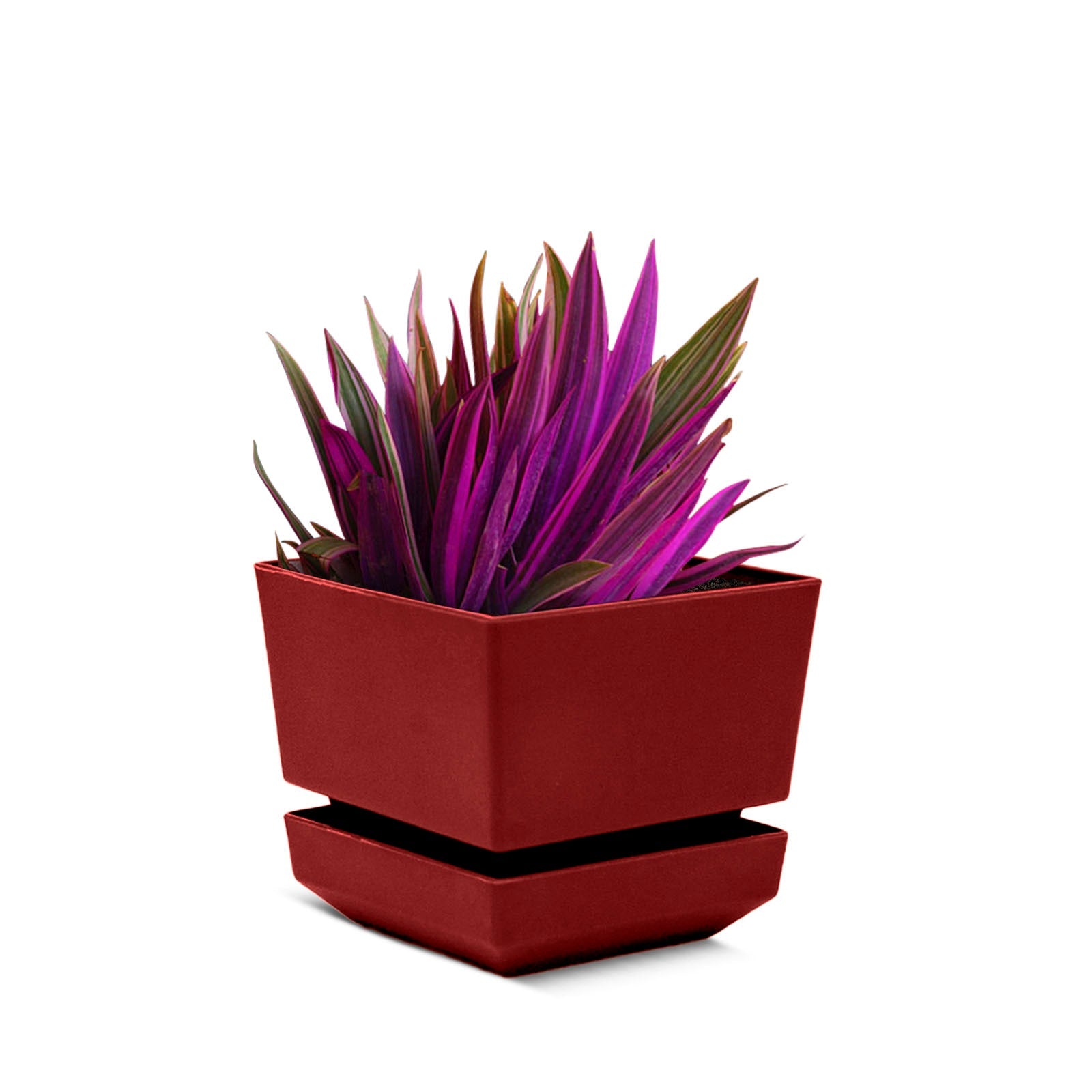 Square Pot 5" L15