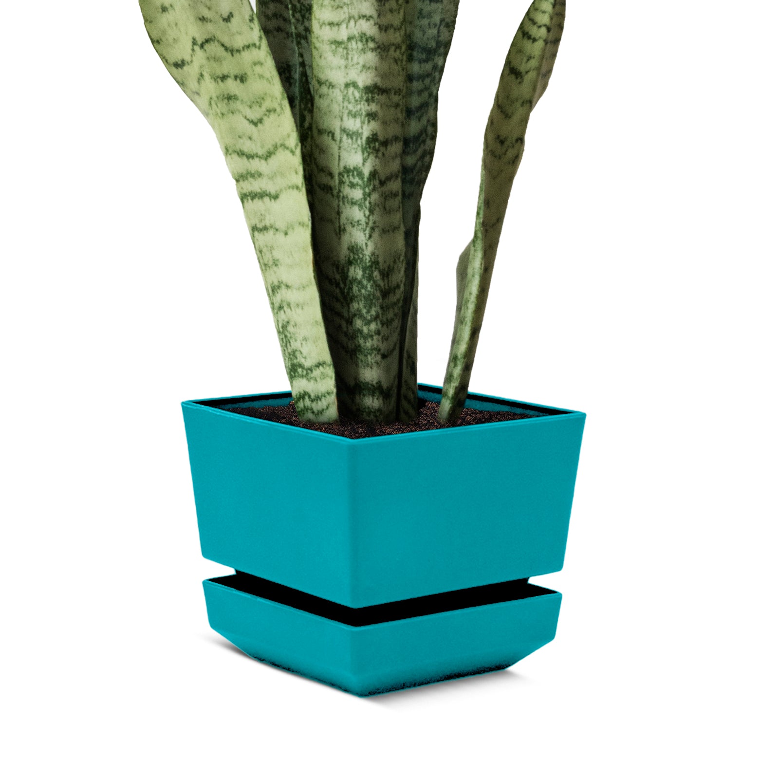 snake plant in square pot Square Pot 4" L12 Textured Finish