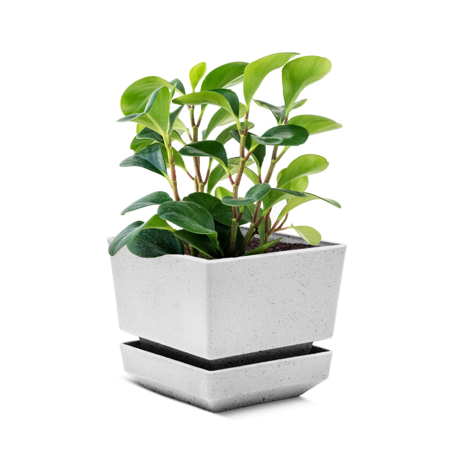 Square Pot 5" L15