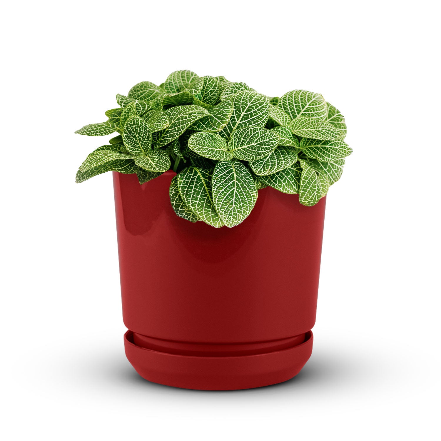 Cylindrical Pot 6" - Artistic Line