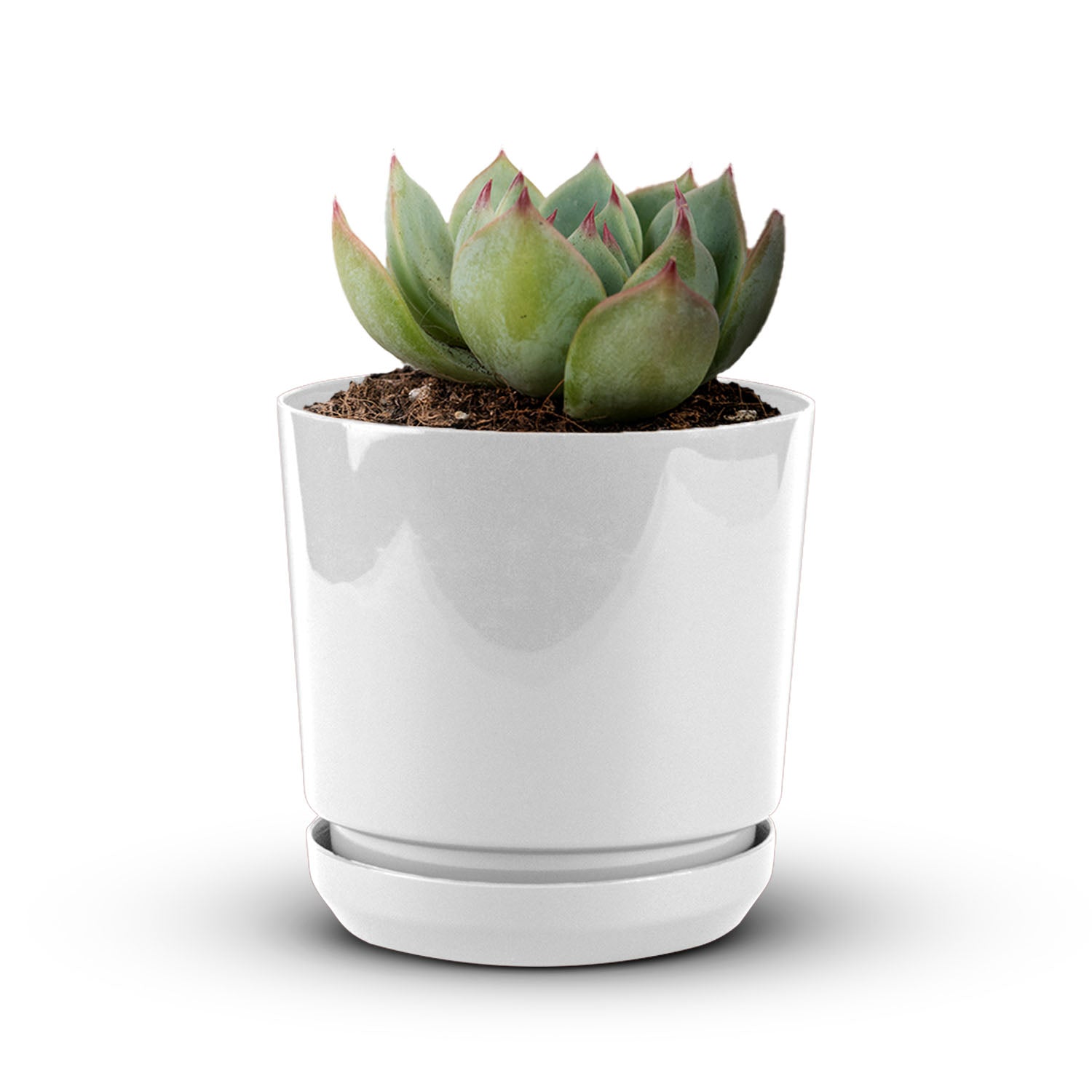 Cylindrical Pot 6" - Artistic Line