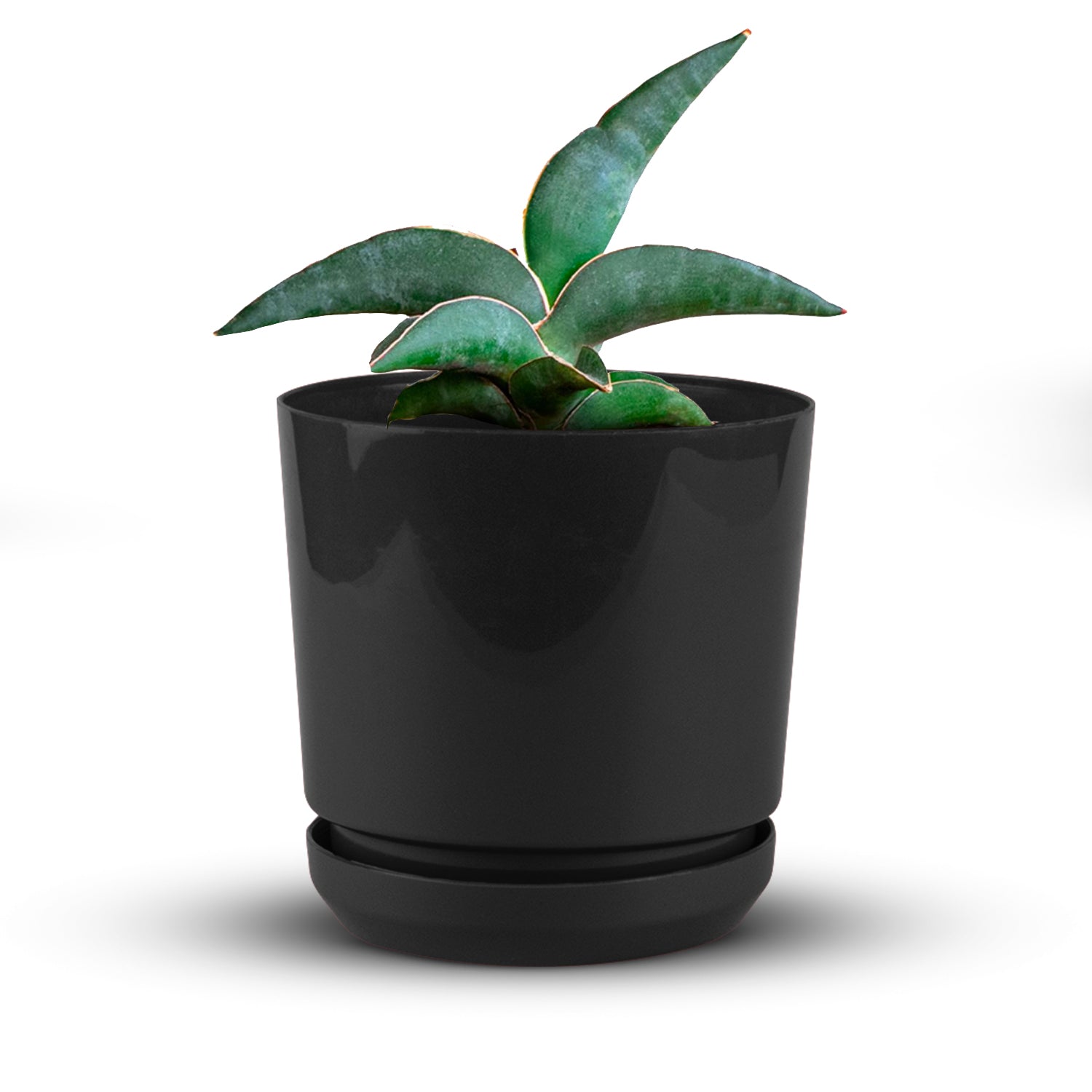 Pot - Artistic Line