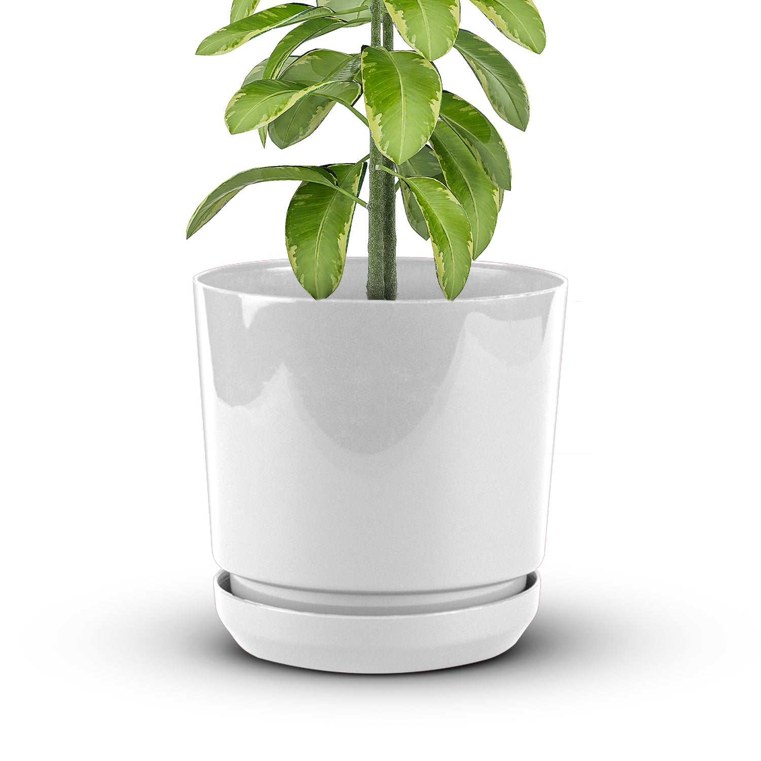 Cylindrical Pot 8" - Artistic Line