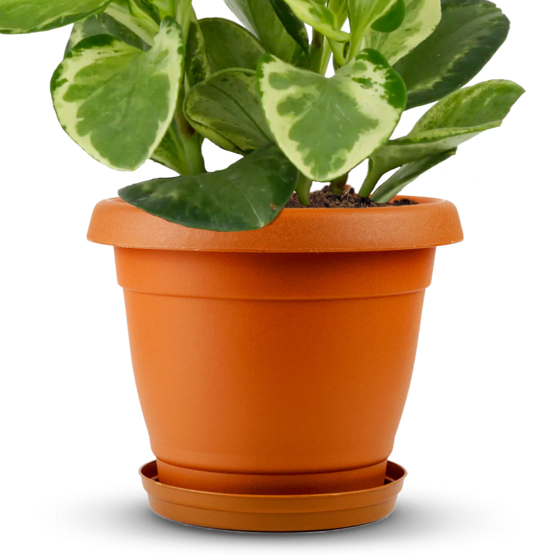 Planter 13" - Classic Line.