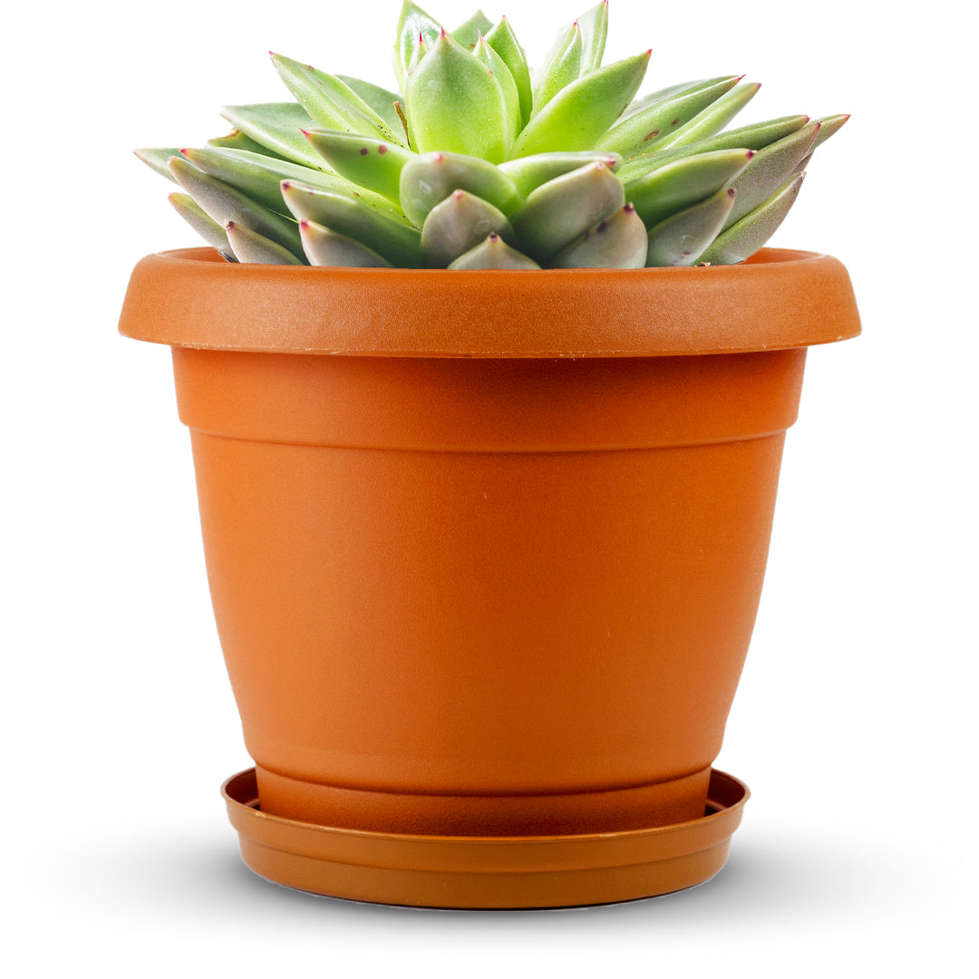 Planter 8" - Classic Line.