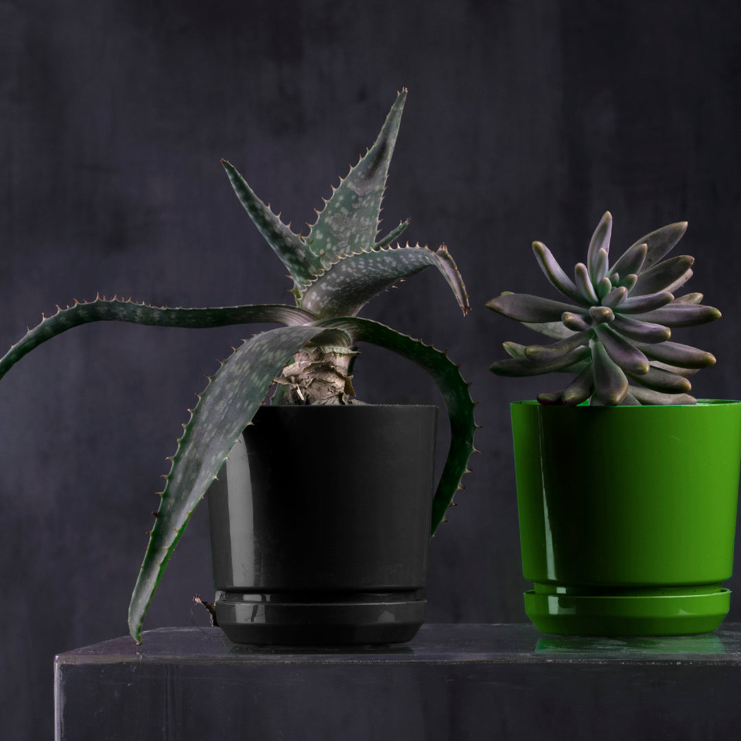 Pot - Artistic Line