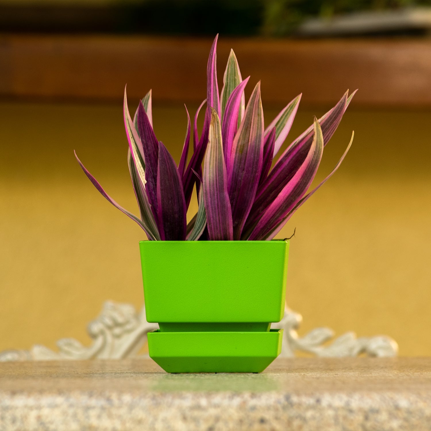 Square Pot 5" L15