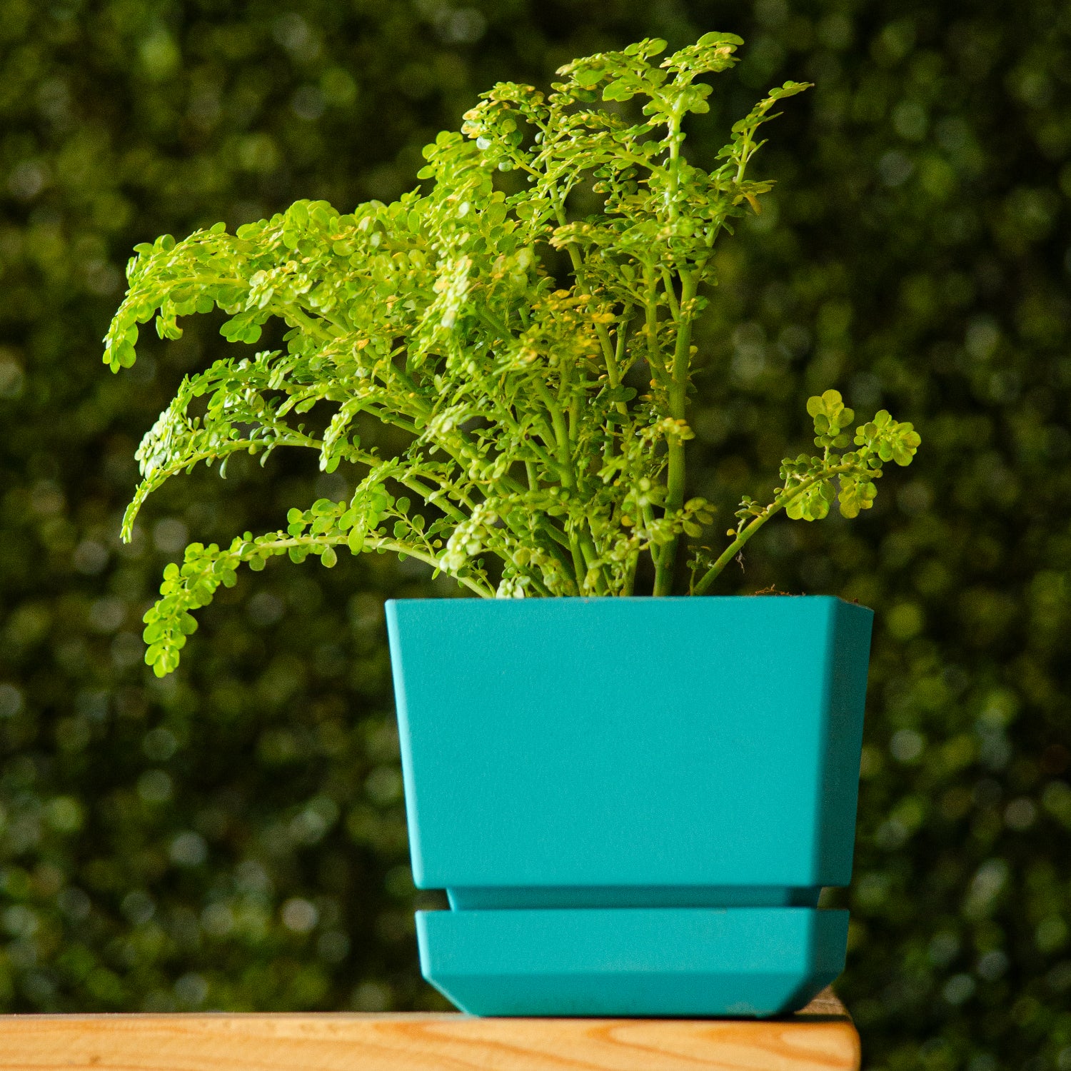 Square Pot 4" L12 Textured Finish - Artistic Line