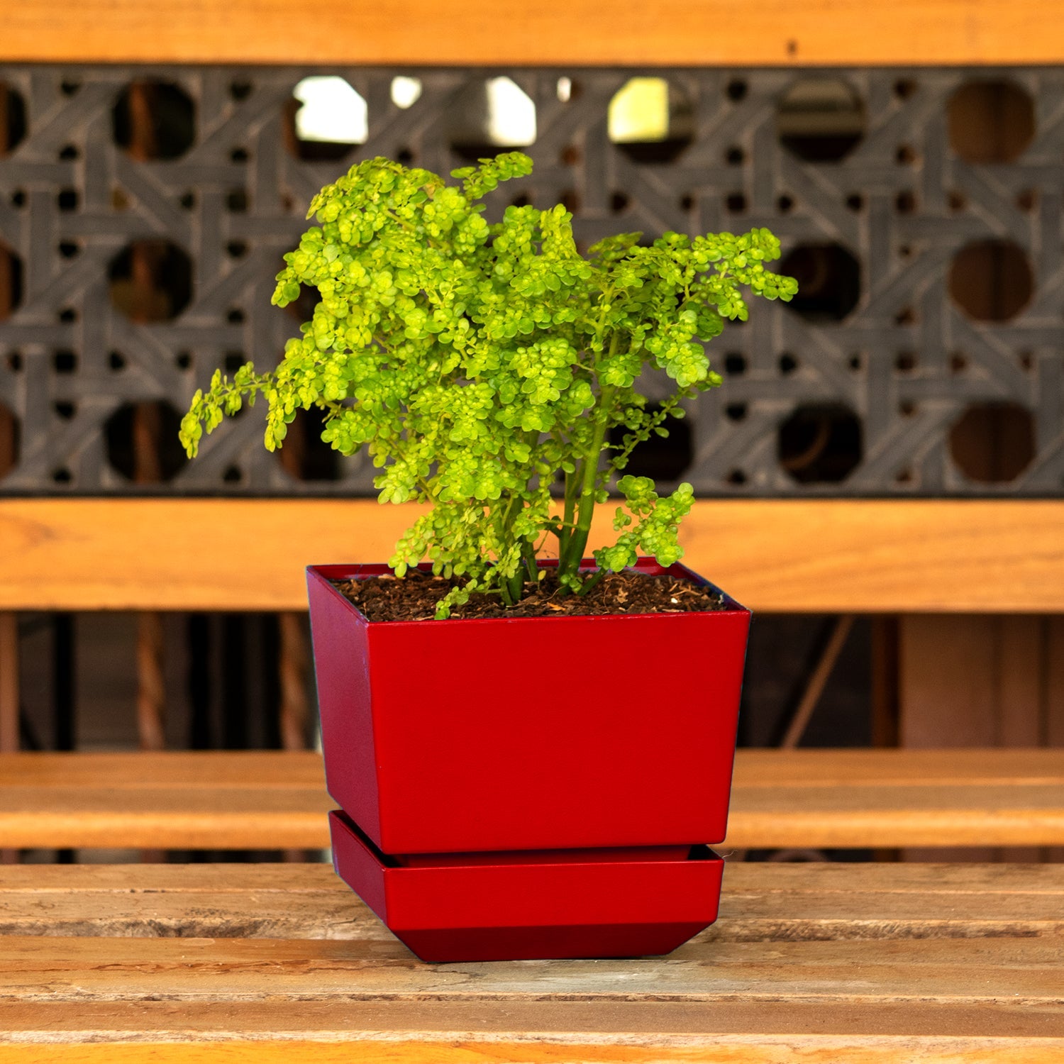 Square Pot 5" L15