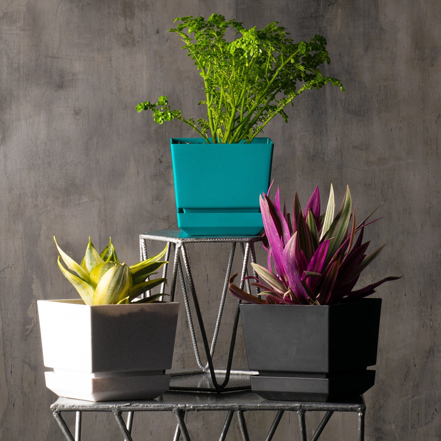 Square Pot 5" L15