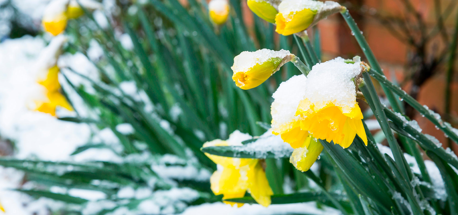 5 WINTER FLOWERS YOU HAVE TO KNOW