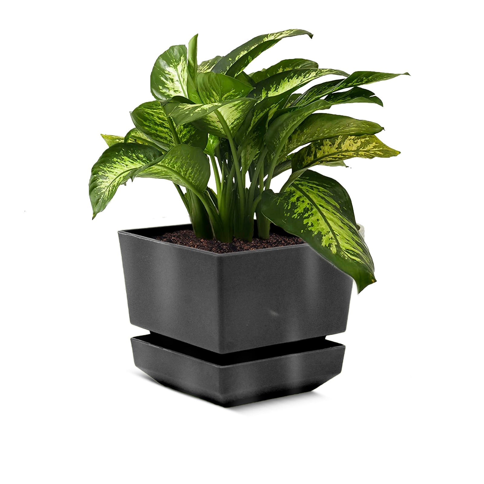 Square Pot 4" L12