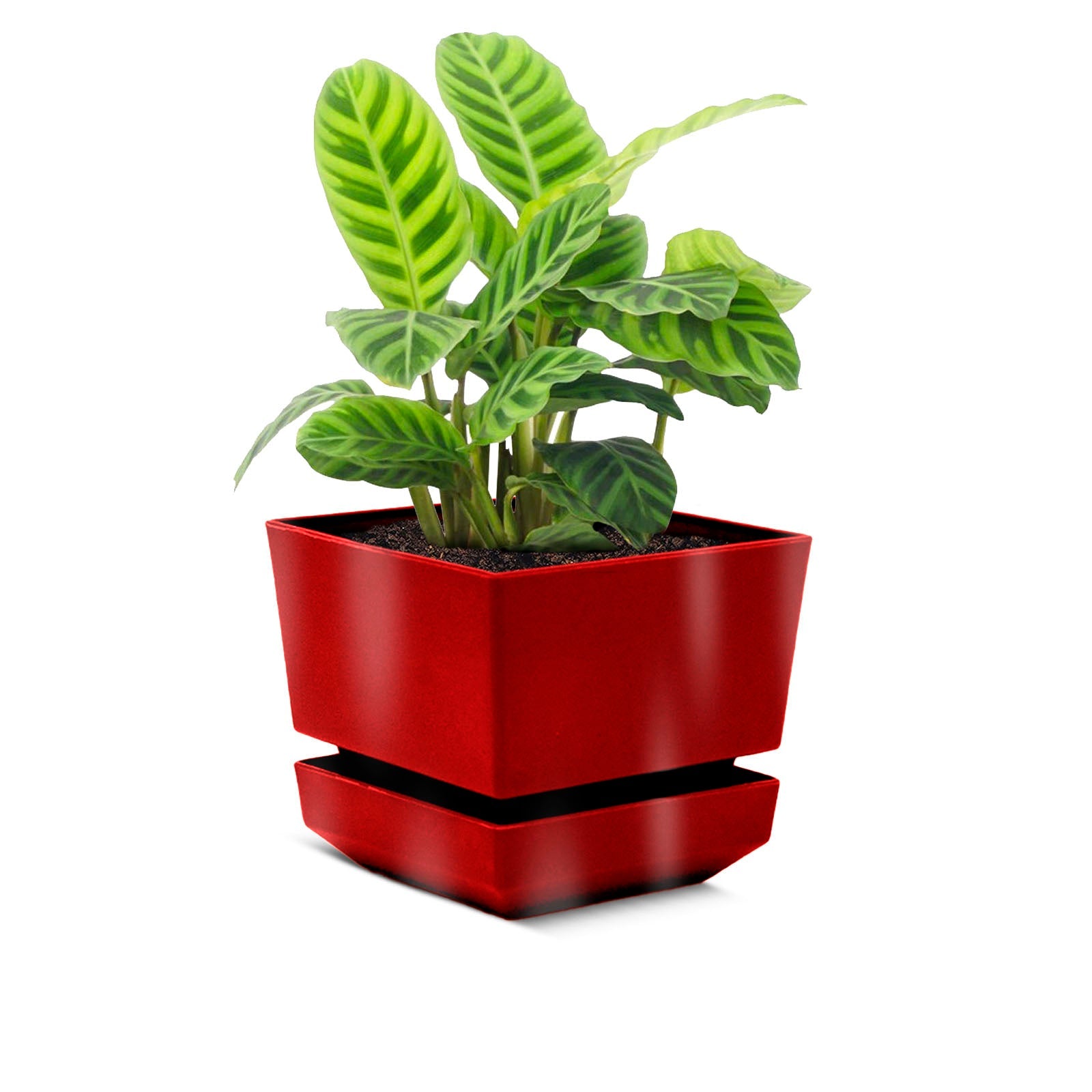 Square Pot 4" L12