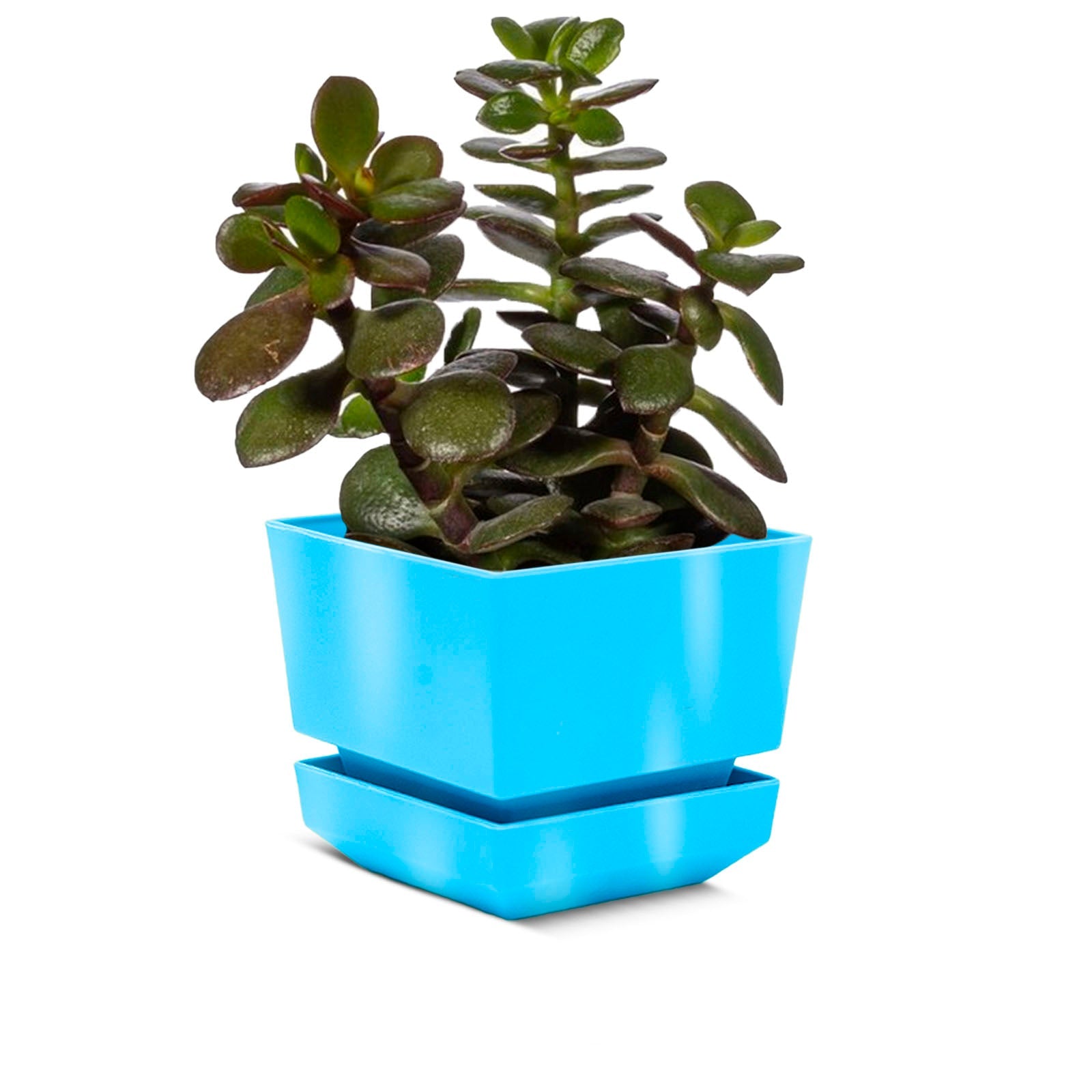 Square Pot 4" L12