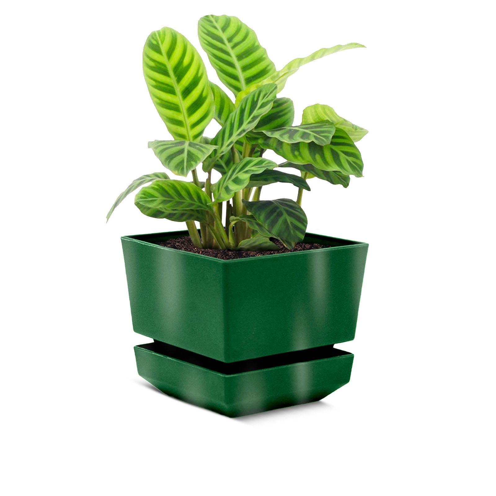 Square Pot 4" L12